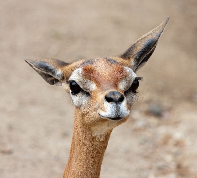 Gazelle de Waller
